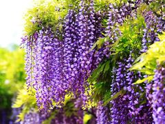 -嘉定紫藤园