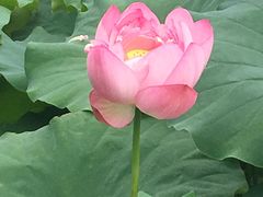 -陈家山荷花公园
