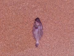 IMG_20150706_082017-老虎石海上公园