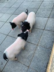 -萌宠亲子动物乐园(槐房万达店)