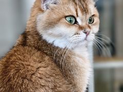 -有喵·猫咖·狗咖·30几只猫10只小狗(岗厦店)