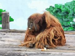 -西霞口神雕山野生动物世界