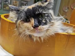 -藏猫猫咖啡主题馆(中央大道店)