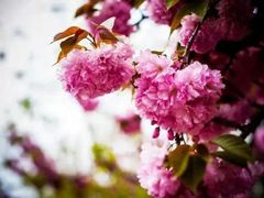 -莱阳濯村樱花园