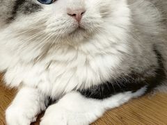 -滚猫咖啡·猫咖·猫友好撸猫(未来城店)