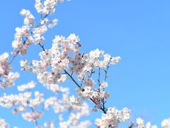 -顾村公园