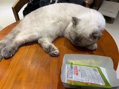 -藏猫猫咖啡主题馆(中央大道店)