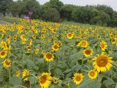 -松山湖梦幻百花洲