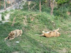 -石家庄市动物园