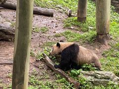 -都江堰中华大熊猫苑