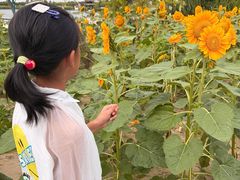 -杭州湾海上花田景区