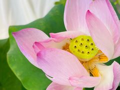 -上海植物园-4号门售票处