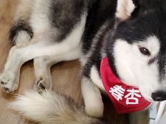 -Husky Go! 哈士奇体验馆·宠物咖啡厅狗咖