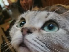 -猫色咖啡·猫咖
