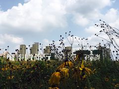 -丁香湖公园