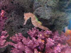 -暹罗海洋世界