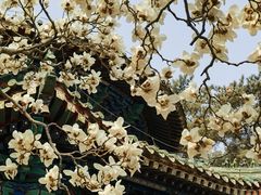 -潭柘寺景区