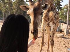 -清迈夜间动物园