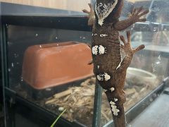 -酷以爬仙阁实体爬宠店·守宫·蜥蜴·专业繁育