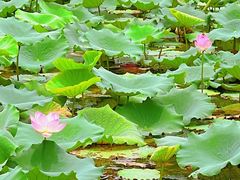 -南国桃园旅游度假区