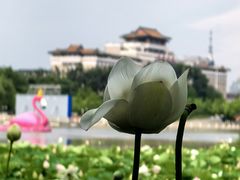 -莲花池公园