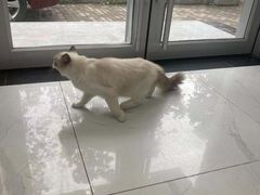 -纳吉亚猫专科动物诊疗中心(蒋宅口分院)