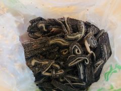 -洪记白水羊头(天坛店)