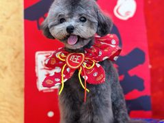 -喵汪宠物生活馆(涞坊路店)