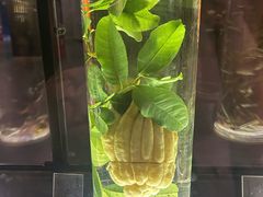 -广东中医药博物馆
