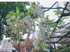 -嘉定紫藤园
