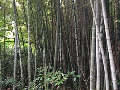 -汉拿树木园