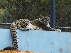 -青藏高原野生动物园