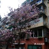 Spring  is  Coming！