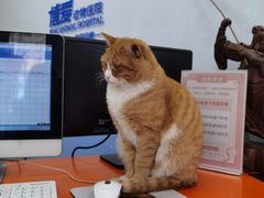 -北京博爱动物医院有限公司