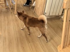 -柴の食堂·日式家庭料理·熊之肆(大学路店)