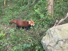 -都江堰中华大熊猫苑