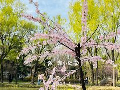 -洛阳市隋唐城遗址植物园