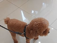 -宠颐生宠物医院·骨外科·犬猫全科诊疗中心(池州店)