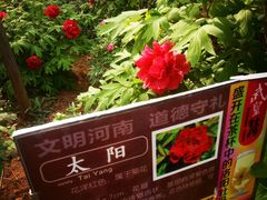 -西苑公园