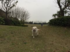 -上海崇明金茂凯悦酒店