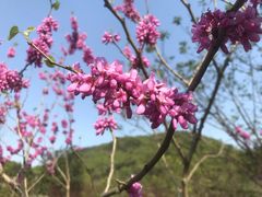-桃花岭景区