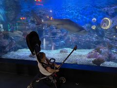 -烟台海昌鲸鲨海洋公园