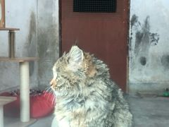 -青藏高原野生动物园