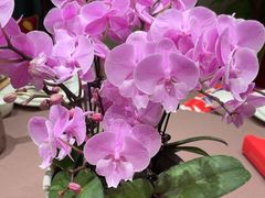-鸽子张·家宴(黄辛庄旗舰店)