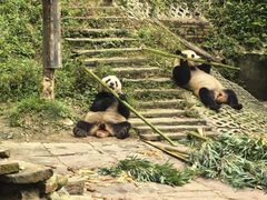 -中国大熊猫保护研究中心雅安碧峰峡基地