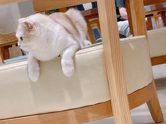-藏猫猫咖啡主题馆(中央大道店)