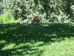 -北京野生动物园