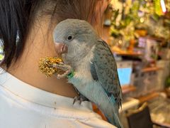 -吉丁鸟咖·异宠·寄养
