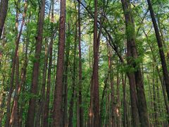 -上海共青森林公园