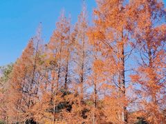 -上海滨江森林公园